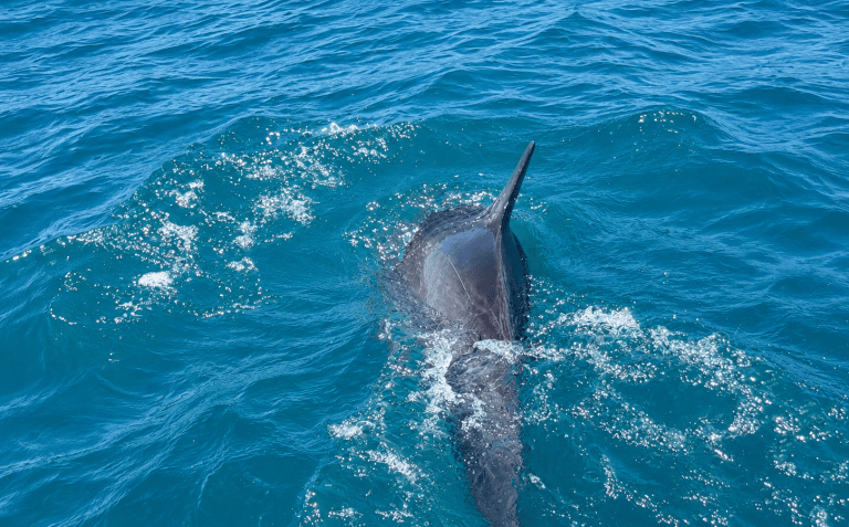 Dolphin swimming in clear blue ocean water.