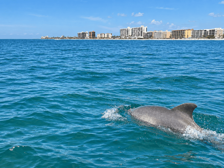 Dolphin swimming near city shoreline with buildings in the background and blue sky.