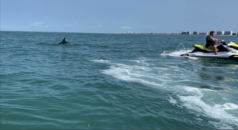 Person on jet ski near dolphin fin in open sea.