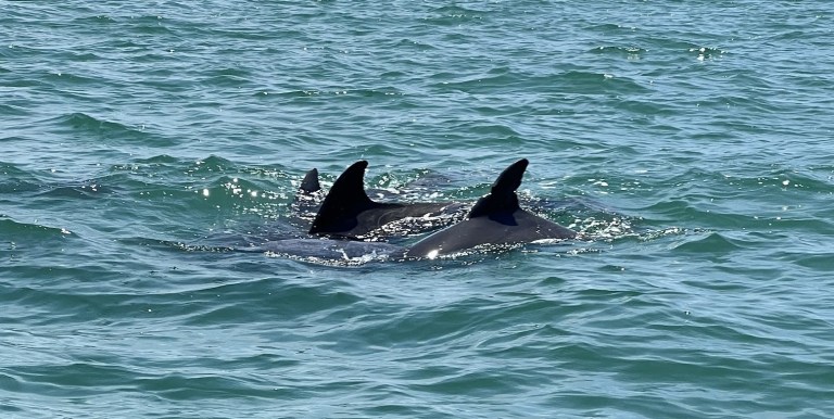 Three dolphins swimming in the ocean, dorsal fins visible.
